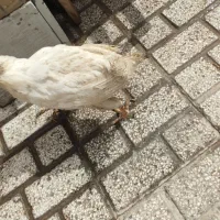 مرغ سفید تخم گذار