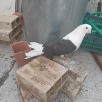 دوکت سیاه نر قطعلی نره مست یه چشمش سرمه داره