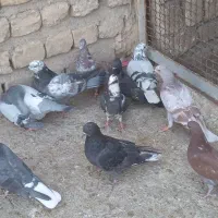 جوجه|پرنده|قم, امامزاده ابراهیم|دیوار