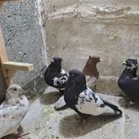 کبوتر جفتگاه و پرشی