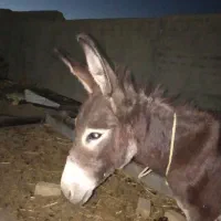 اولاغ