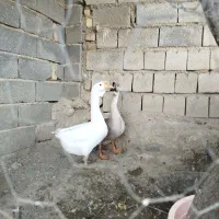 قو غاز اوکراینی نرو ماده