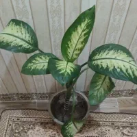 گل‌طبیعی|گل و گیاه طبیعی|مراغه, |دیوار
