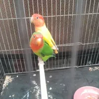 طوطی برزیلی کوتوله نرماده