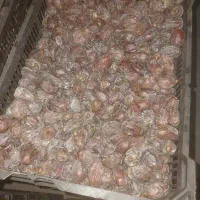 فروش خرما کلوته|عمدهفروشی|چاه مرید, |دیوار