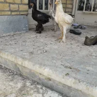 جوجه گلین و دورگ لاری برهما