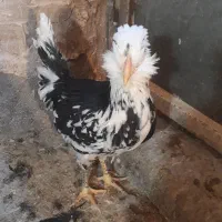 تخم مرغ گلین|حیوانات مزرعه|سبزوار, هویزه|دیوار