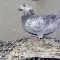 کبوتر سینه سلیمونی