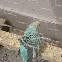 کفش|کفش و لباس بچه|تربت جام, شهید نصرالهی|دیوار