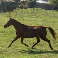 مادیون پونی پنج سال قد 95 سانت|اسب و تجهیزات اسبسواری|باقرشهر, |دیوار