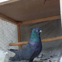 دوتا دونه کبوتر نَر مشکی کلادار تزئینی