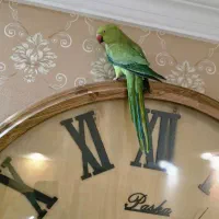 ملنگو ماده اماده جفتگیری