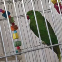 جوجه ملنگو نر