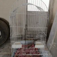 قفس سالم بزرگ