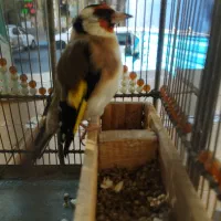 سهره نر دستی