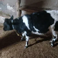 گوساله چهار ماه