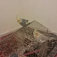 عروس هلندی  نر و ماده