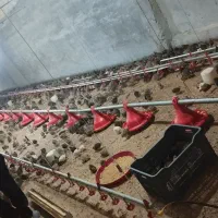 بلدرچین 22روزه 40/000تومان