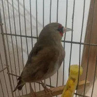 سره|پرنده|مشهد, طبرسی شمالی|دیوار