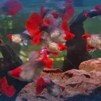 ماهی گوپی کوی بالن،مولی بالن، پلاتی بالن