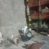 ۱۴ عدد کفتر آلمانی ورنگه