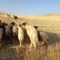 سنجابی