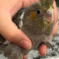 طوطی عروس هلندی تازه دون خور رام ۴۵۰