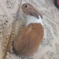 خرگوش دورگه هلندی