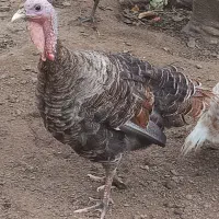 بوقلمون‌محلی ماده