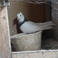 کفتر طوقی نرو ماده