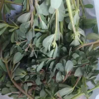 خرفه تازه