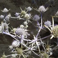 عرق بوقناق تنضیم کننده قند خون