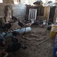 ۳۰عددبوغلمون نر و ماده|حیوانات مزرعه|سنگدوین, |دیوار