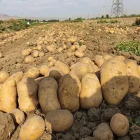 سیب زمینی آگریا درشت|خوردنی و آشامیدنی|همدان, |دیوار