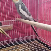 عروس هلندی معاوظه|پرنده|بردسکن, |دیوار