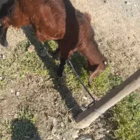 کهره ماده|حیوانات مزرعه|کهنوج, |دیوار