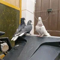 کفتر صداکن اصفهانی