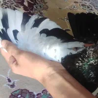 کفتر|پرنده|بندر ماهشهر, |دیوار