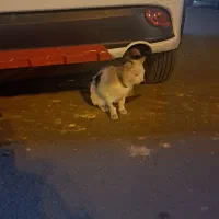 گربه پیدا شده|حیوانات|شیراز, شاهجیان|دیوار