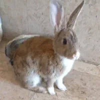 دوعددخرگوش سالم و شاداب و سرحال