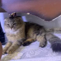 گربه اسکارتیش|گربه|قم, دانش|دیوار