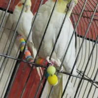 طوطی عروس هلندی