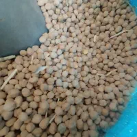 نخود درجه ۱