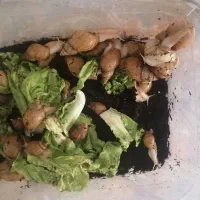 حلزون البینو