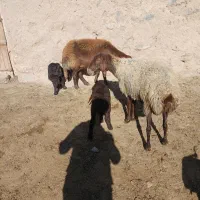 میش بره دار