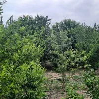 فروش کارخانه‌ای کامل با باغ ۲۵۰۰ متری و سوئیت|فروش دفتر صنعتی، کشاورزی، تجاری|مشگین شهر, |دیوار