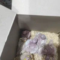 جوجه عروس هلندی|پرنده|برازجان, |دیوار