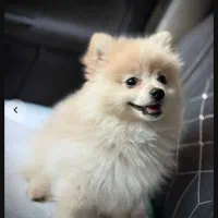 سگ پامر عروسکی