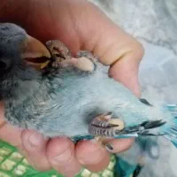 جوجه راهب آبی پرپوش سرلاکی