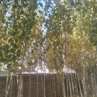 صنوبر فروشی|کلکسیون و سرگرمی|شاهین دژ, |دیوار